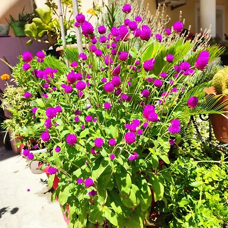 Apartman Napier Argosztóli