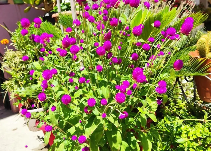 Apartment Napier Argostoli (Kefalonia)